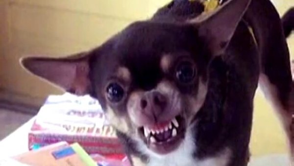 Чихуахуа скалится