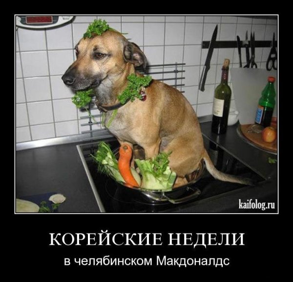 Демотиваторы собаки прикольные