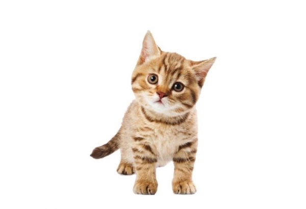 Коты на белом фоне