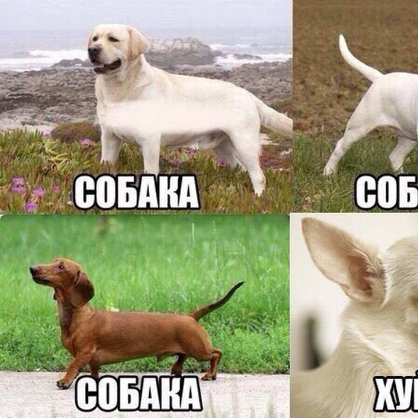 Мемы с собаками с надписями