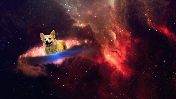 Корги в космическом скафандре