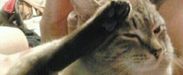 Кот отдает честь