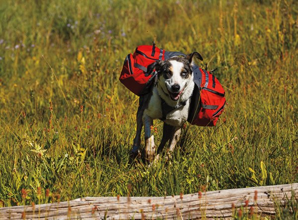 Пес с рюкзаком