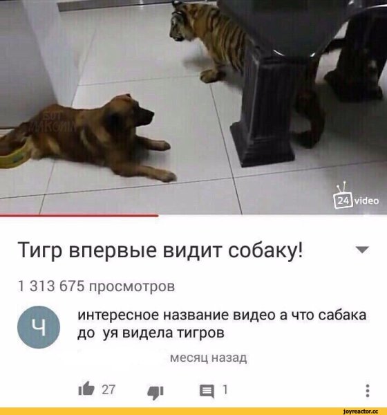 Собака впервые видит тигра Мем