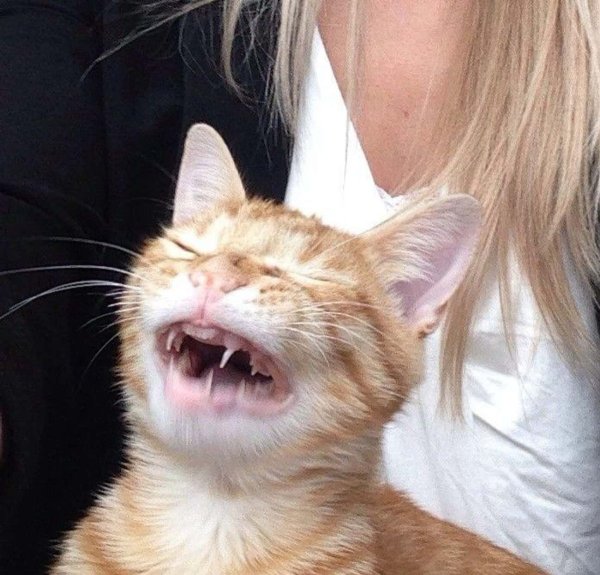 Кошка смеется