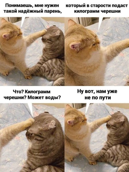 Мемы с котиками