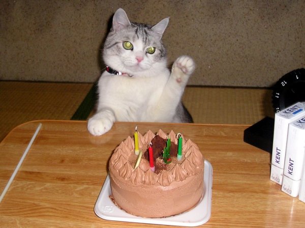 Тортик для котика