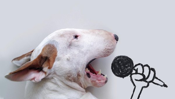 Джимми Чу бультерьер