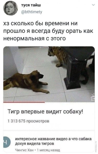 Собака впервые видит тигра Мем