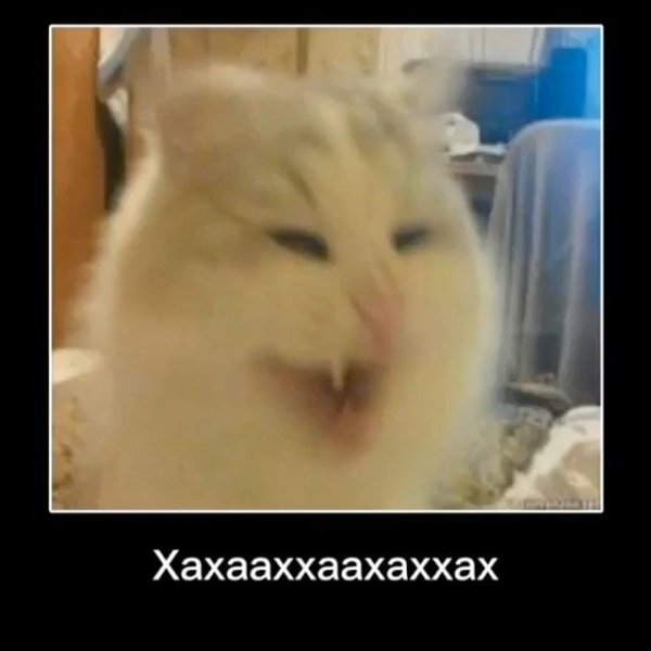 Кот ржет Мем