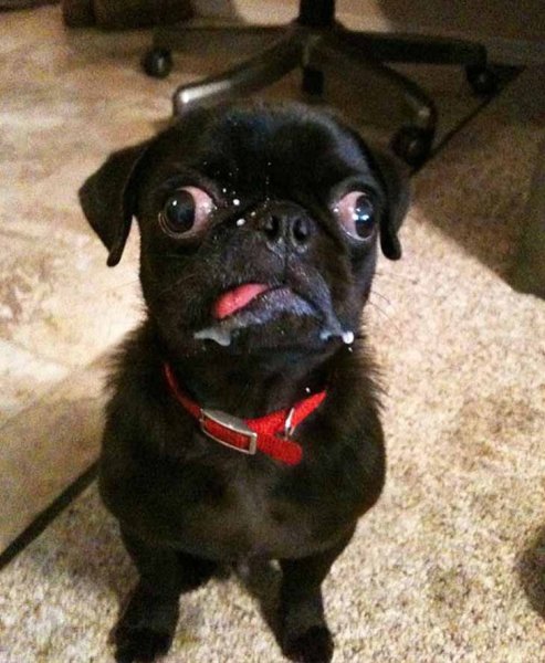 Мопс с большими глазами