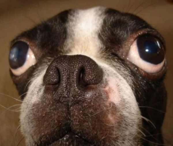 Собака с вылупленными глазами