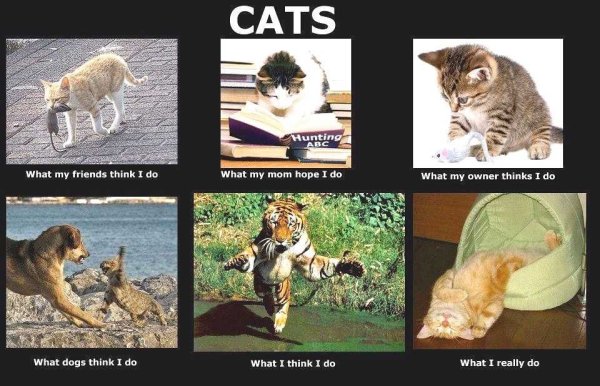 Кот думает Мем загрузка