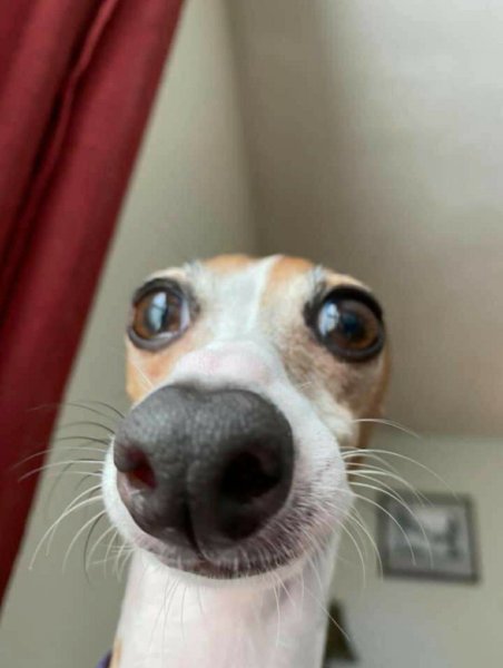 Смешные собаки из мемов