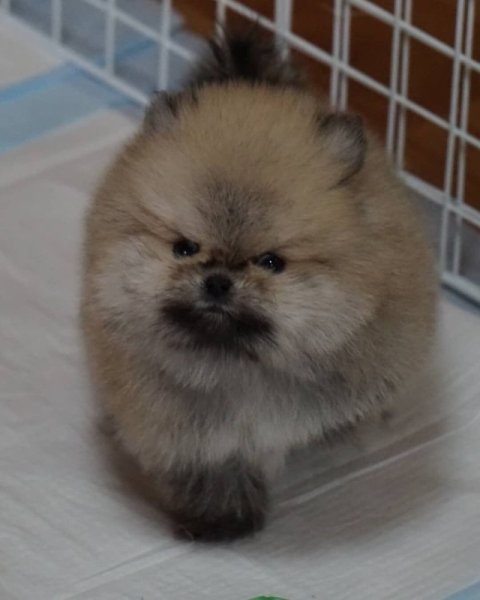 Померанский шпиц страшный