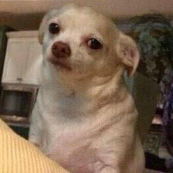 Плачущая чихуахуа