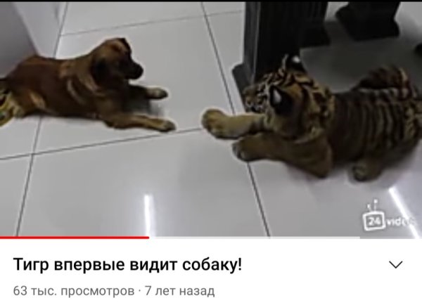 Тигр и собака Мем