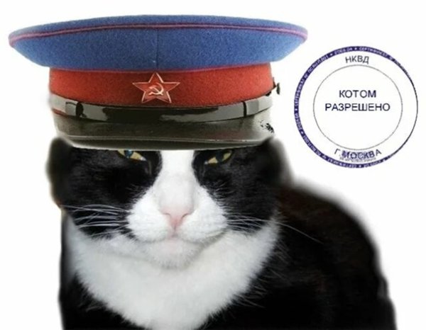 Кот в фуражке НКВД