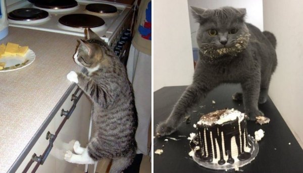 Дерзкий кот с тортом