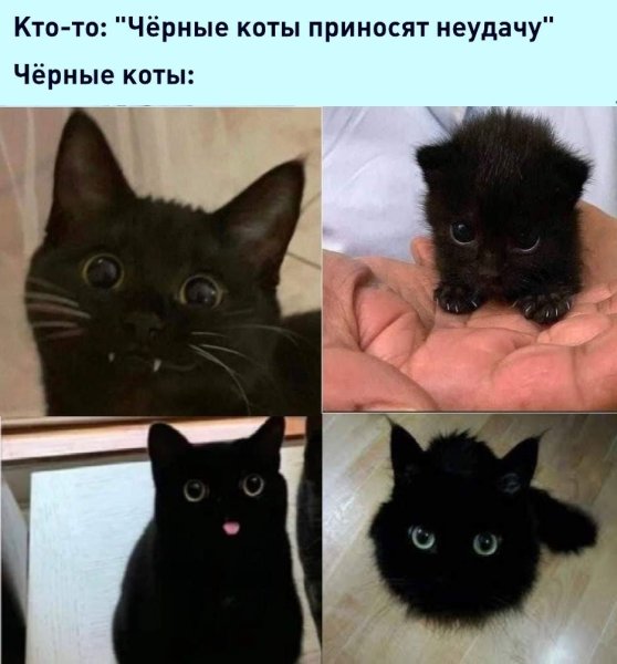 Черная кошка Мем
