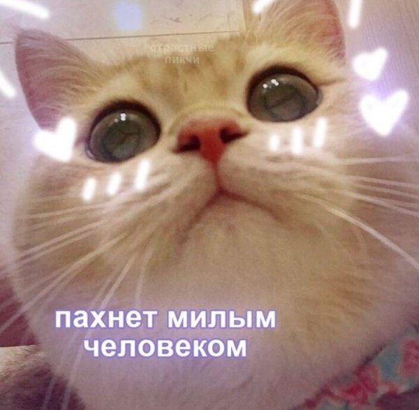 Милый котик с надписью