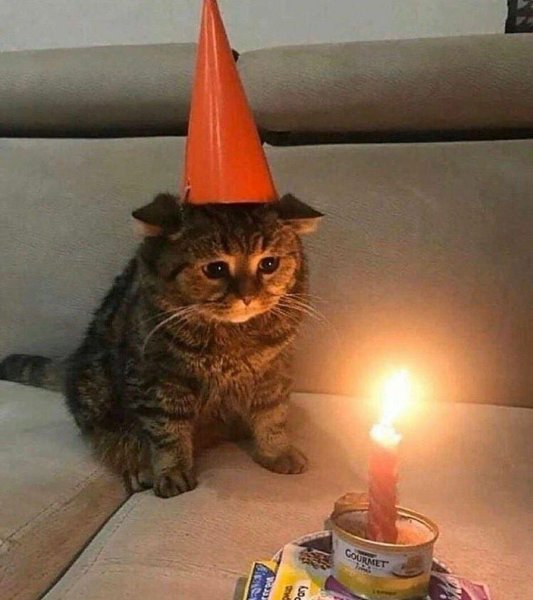 Грустный котик в колпаке