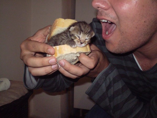 Котенок в бутерброде