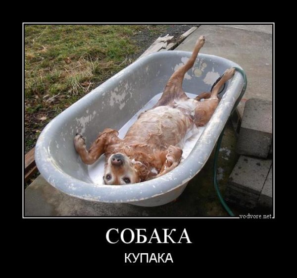 Корейцы едят собак прикол