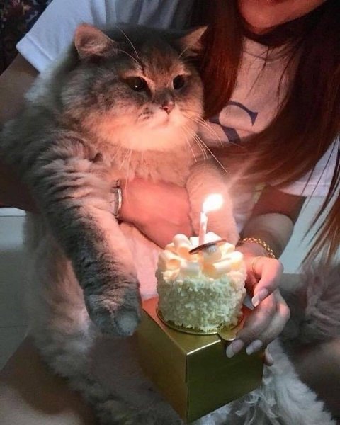 Торт с «котиком»