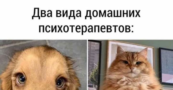 Два вида домашних психотерапевтов