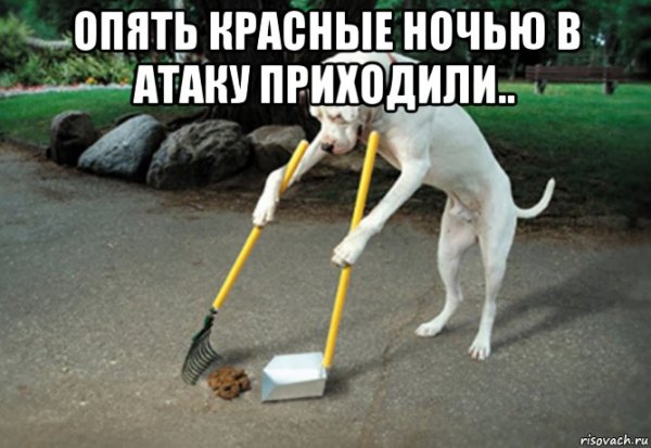 Мемы с собаками