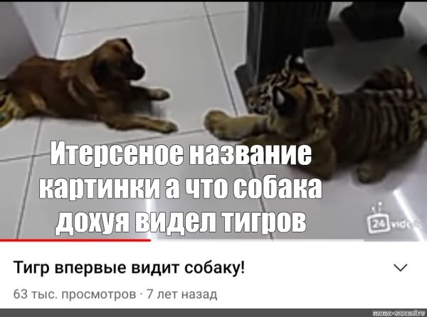 Тигр впервые видит собаку Мем