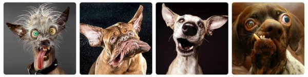 Бешеная собака смешная