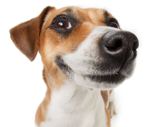 Джек-Рассел-терьер улыбается