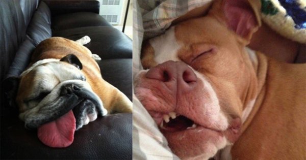 Собака спит