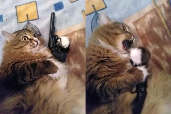 Котенок с пистолетом