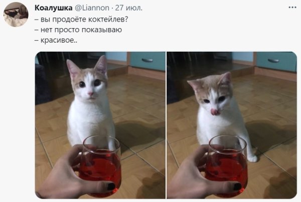 Красивые с котом