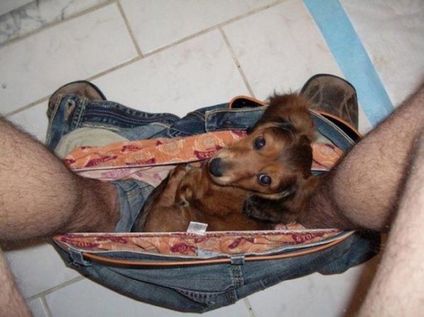 Такса в трусах