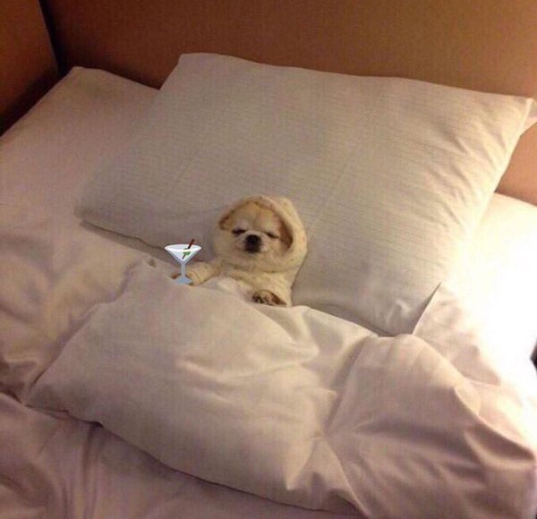 Кровать для собаки