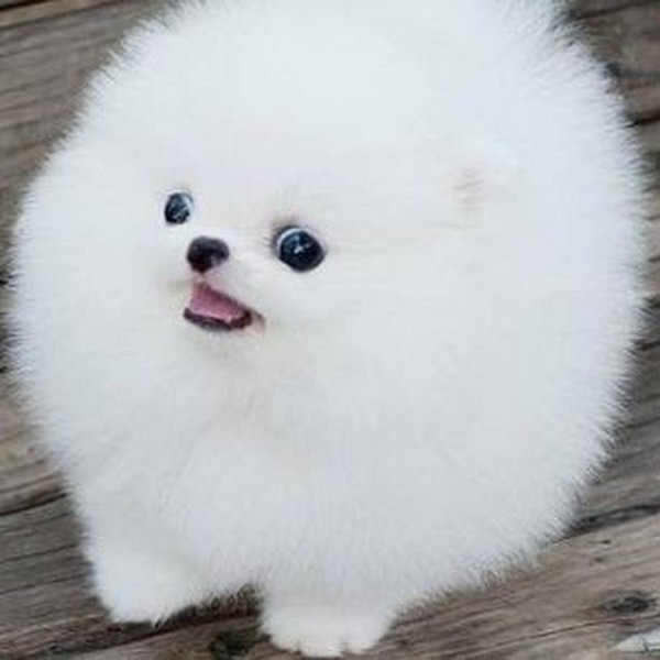 Карликовый померанский шпиц Панда