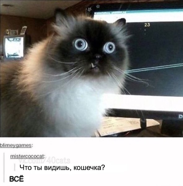 Не понял Мем кот