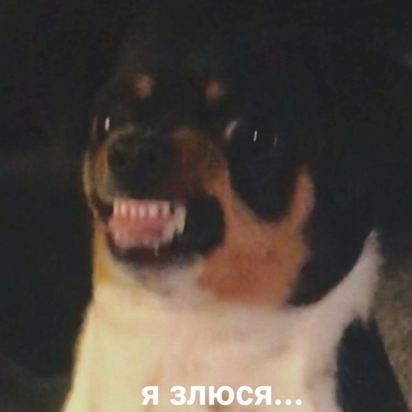 Злюся собачка