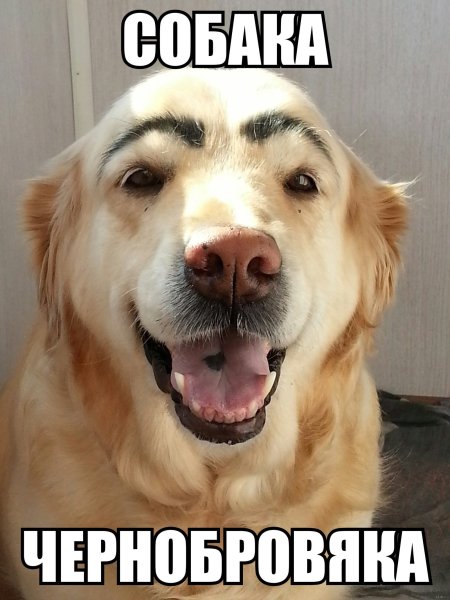 Собака Мем