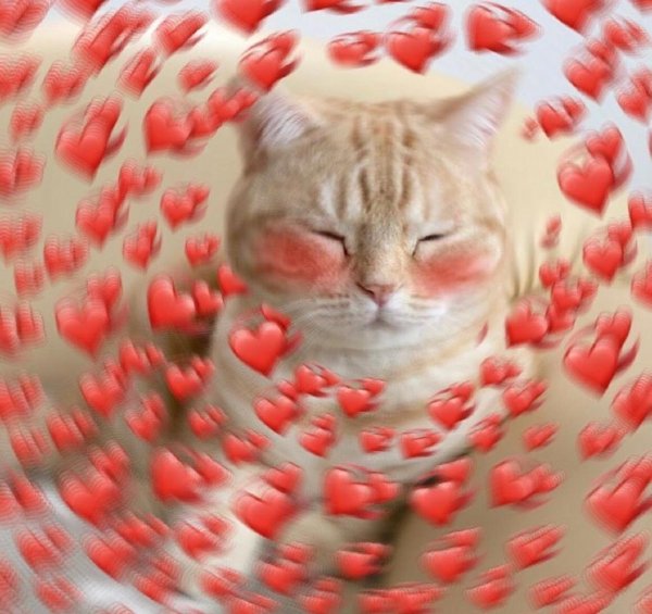 Милые котята с сердечками