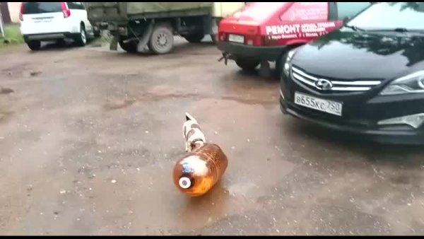 Собака которая взорвала бутылку