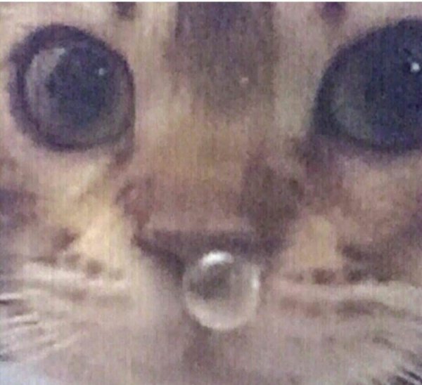 Котик с соплей