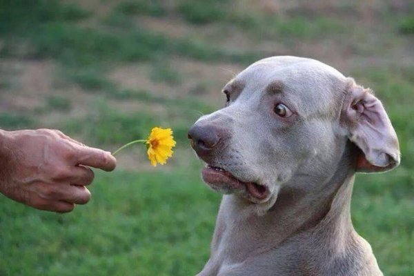 Собака принюхивается