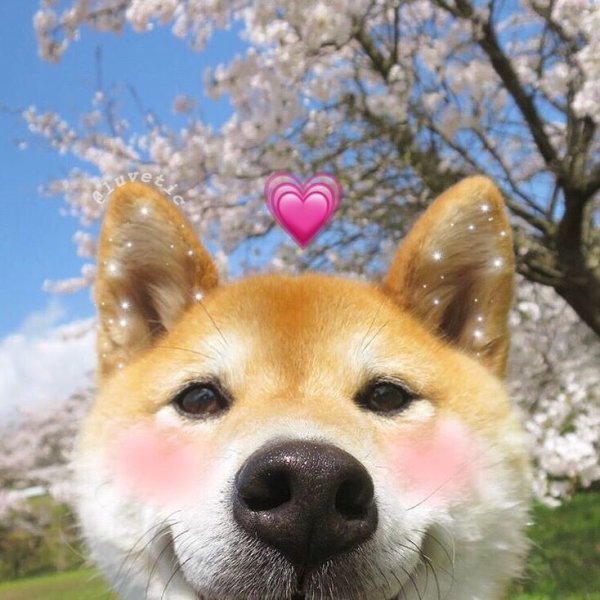 Собачка с сердечком