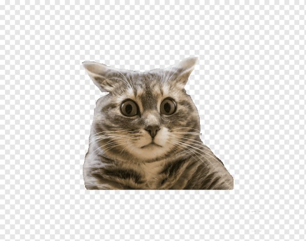 Смешные котики на белом фоне