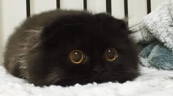 Кошка с огромными глазами